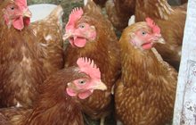 Продам красные курицы Несушки породы Хайсекс Браун