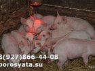 Увидеть фото Другие животные Поросята на продажу 34286291 в Никольском