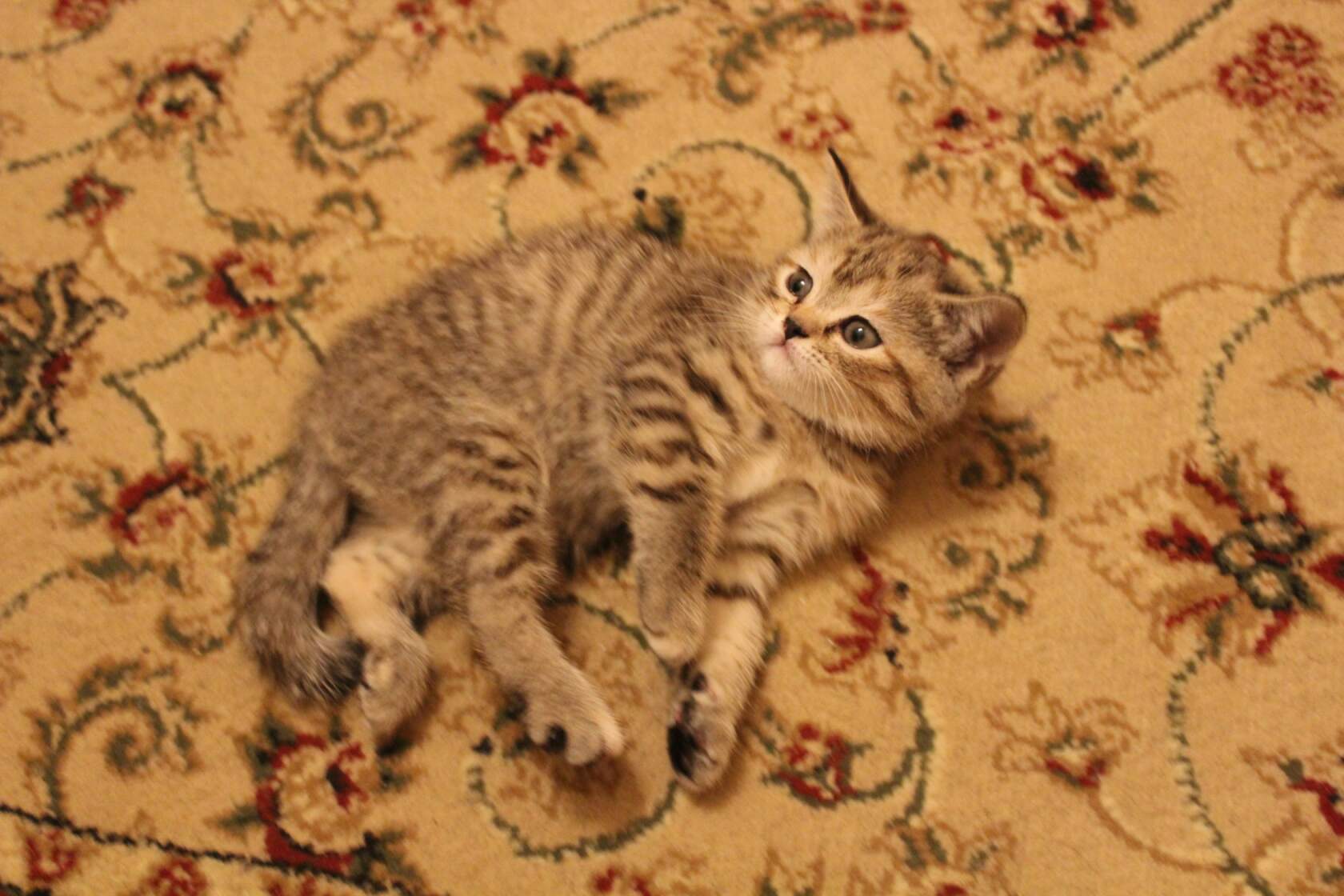 шотландский котенок 1 месяц фото