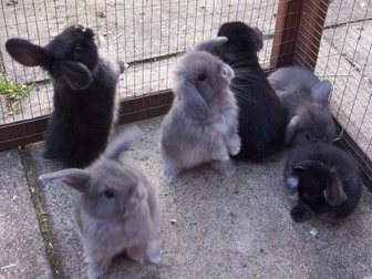 Увидеть изображение  продам кроликов породы баран фландр и новозеландцы белые и рыжие 32691133 в Воткинске