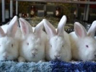Увидеть изображение  продам кроликов породы баран фландр и новозеландцы белые и рыжие 32691133 в Воткинске