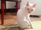Увидеть фотографию Стрижка собак Стрижка кошек и котов 32491842 в Новокузнецке