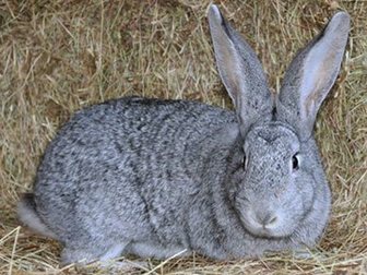 Просмотреть foto Другие животные Кролики и крольчата 33169185 в Новокузнецке