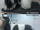 Смотреть фото  Стрижка кошек и собак в Новороссийске 43550541 в Новороссийске