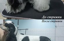 Стрижка кошек и собак в Новороссийске