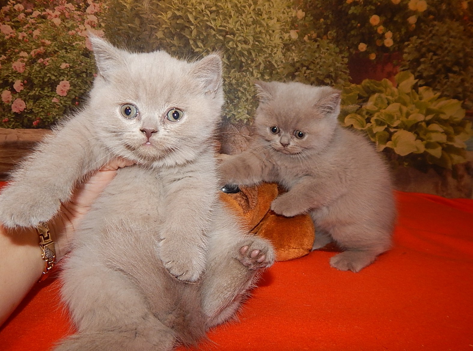 Британские лиловые котята с мамой
