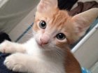 Смотреть foto Приму в дар Рыжий кот в добрые руки 32284154 в Новосибирске
