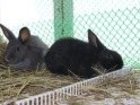 Свежее фотографию  Продам кроликов 32662070 в Новосибирске