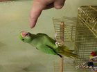 Уникальное фото  продам ожерелового попугая 34863438 в Новосибирске