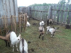 Скачать бесплатно фотографию Другие животные Козы и козлы продам 36883797 в Новосибирске
