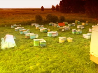 Новое foto  Продам пчел, пасеку, ульи, пчелосемьи 38682738 в Новосибирске