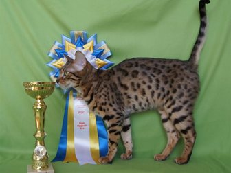 Просмотреть foto  Чистокровные бенгальские котята 32489281 в Обнинске