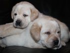 Свежее изображение Собаки и щенки Лабрадор, Очаровательные крепкие щенки, 32411934 в Одинцово