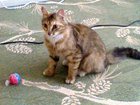 Уникальное фото Потерянные Найдена кошка 33051969 в Одинцово