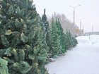 Скачать фотографию  Куплю оптом новогодние живые елки и сосны 37723870 в Одинцово