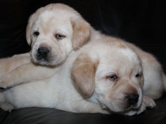 Скачать foto Собаки и щенки Лабрадор, Очаровательные крепкие щенки, 32411934 в Одинцово