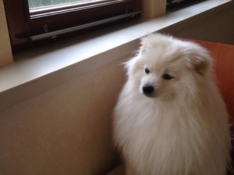 Увидеть изображение Вязка собак Гиперактивный японский шпиц постоянно ждет подруг 34035342 в Одинцово