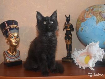 Предлагаются к продаже котята мейн-кун, 04, 01, 2020 г,   Два котика окрас черный мраморный, один котик черный солидный и кошечка черный солидный,  Котята будут в Одинцово
