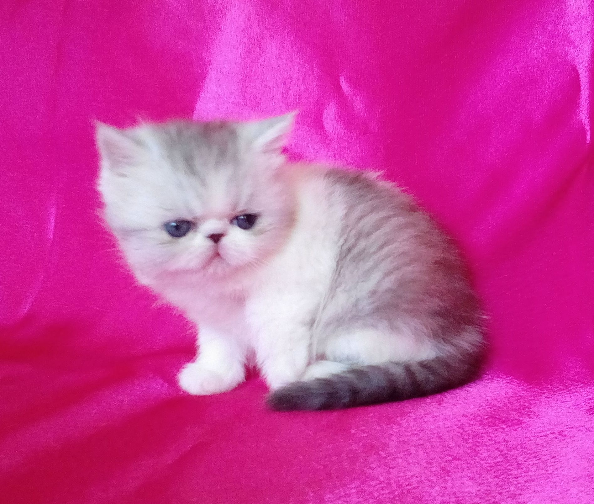 Авито Фото Котят