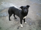 Скачать фотографию Отдам даром - приму в дар Охранная собака 38684209 в Омске