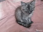 Сибирский котенок