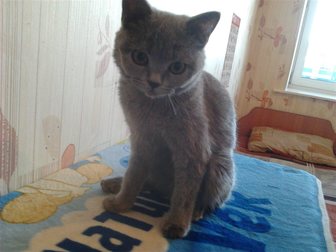 Свежее изображение Другие животные подрощенный котенок британской породы 33904534 в Омске