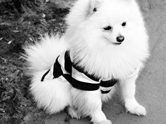 Увидеть foto Вязка собак Белый немецкий шпиц ищет подружку! 32604974 в Орле