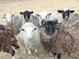 Скачать фото Другие животные Продам овец, баранов и ягнят романовской породы 32798892 в Орле