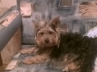 Новое фото Вязка собак Красивый темпераментый йорк ищет даму для встреч 38207698 в Орле