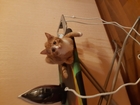 Уникальное фотографию Вязка кошек Вязка с котом, Коту полгода, ждем в гости девочку через 4 месяца, 69050372 в Перми
