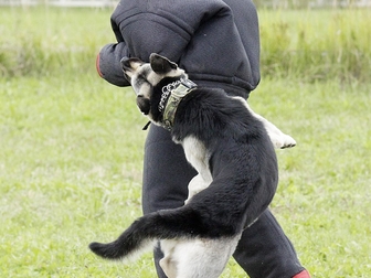 Новое изображение Вязка собак Кобель ВЕО для вязки 39006933 в Подольске