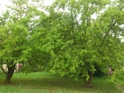  foto     ,   66421009  