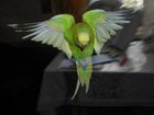 Новое изображение Птички Самцы волнистых попугаев 32882883 в Рязани