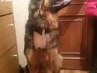 Уникальное фотографию Вязка собак Кобель (немецкая овчарка+ротвейлер) 1, 5 года ищет девочку на вязку 38277702 в Рязани