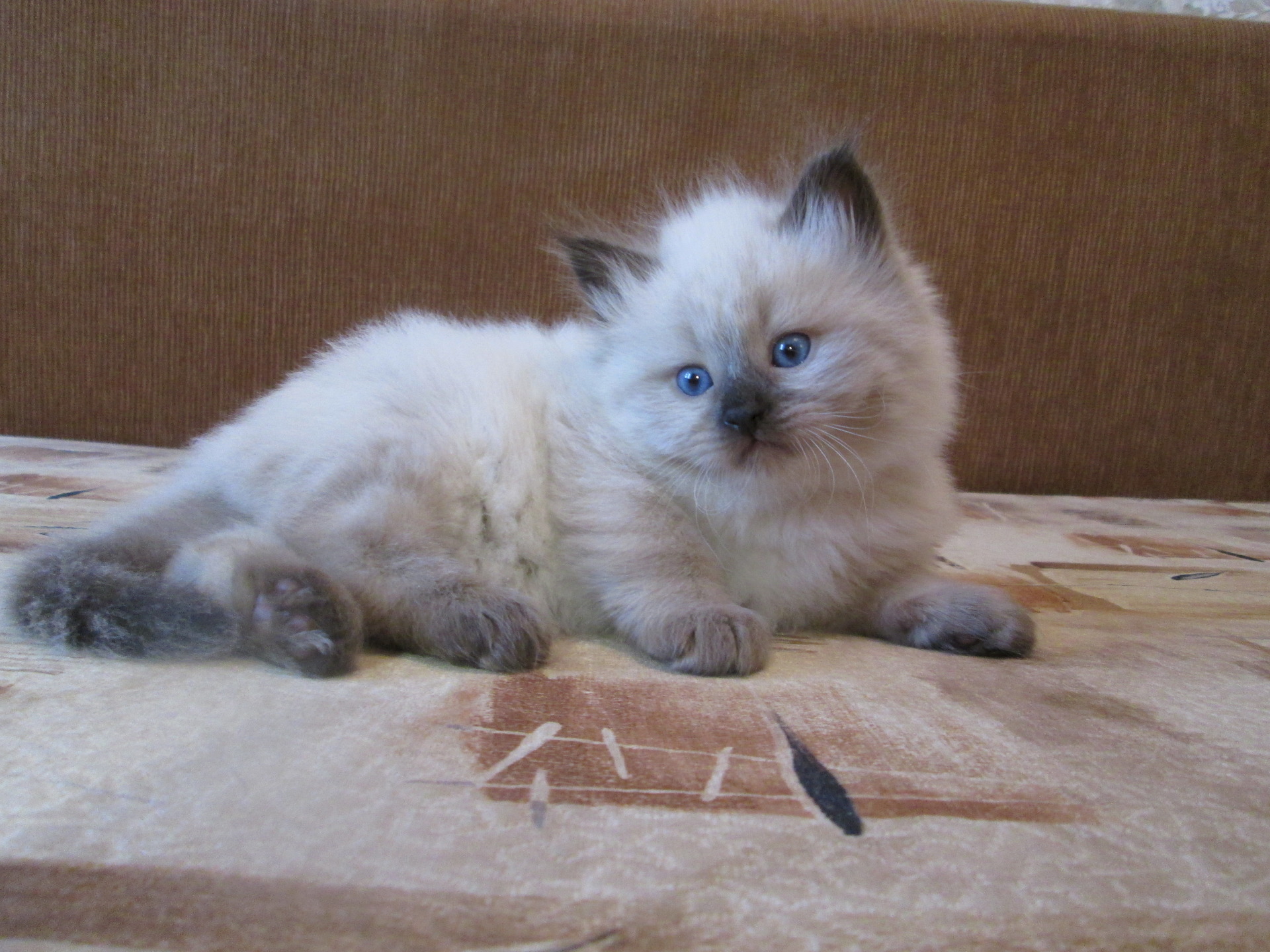 Невская маскарадная кошка котята 1 месяц