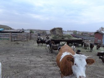 Скачать бесплатно фотографию Другие животные продам телку и овец 33645536 в Рубцовске