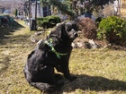 Скачать бесплатно фотографию  Трогательная собачка, потерявшая глазик, ищет дом 85847473 в Санкт-Петербурге