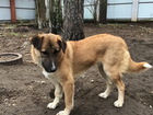 Смотреть фото  Чуткая, деликатная, вежливая собака 85996006 в Санкт-Петербурге
