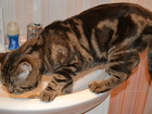 Скачать бесплатно изображение  Шикарный мраморный кот 37798420 в Саратове