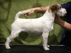 Увидеть изображение Стрижка собак Стрижка и тримминг собак и кошек в Саратове 38204235 в Саратове