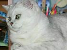 Уникальное фотографию Вязка кошек Лучший Скоттиш страйт Саратова (Вязка) 40277697 в Саратове