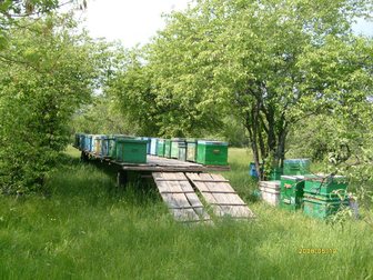 Смотреть изображение  пчелосемьи 32497159 в Саратове
