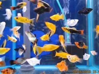 Увидеть изображение Аквариумные рыбки Продам мальков моллинезии и гуппи 34793063 в Саратове