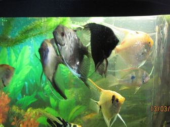 Новое foto Аквариумные рыбки ПРОДАЮ 35281610 в Саратове