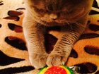 Скачать бесплатно foto Вязка Британскй котик ищет кошку любой породы 33824484 в Смоленске