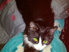 Новое фотографию Вязка Кошка не породистая ищет кота для вязки 34352151 в Смоленске