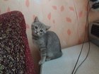 Свежее foto Отдам даром - приму в дар Отдам котенка от британской кошки 55744467 в Смоленске