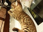 Увидеть foto Вязка кошек Бенгальский кот Левка Смоленск 68414810 в Смоленске