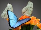 Новое фотографию Организация праздников Уникальный подарок из живых бабочек 33888937 в Ставрополе