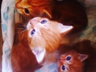 Новое foto Отдам даром - приму в дар Персиковые котята пушистые 67914608 в Ставрополе